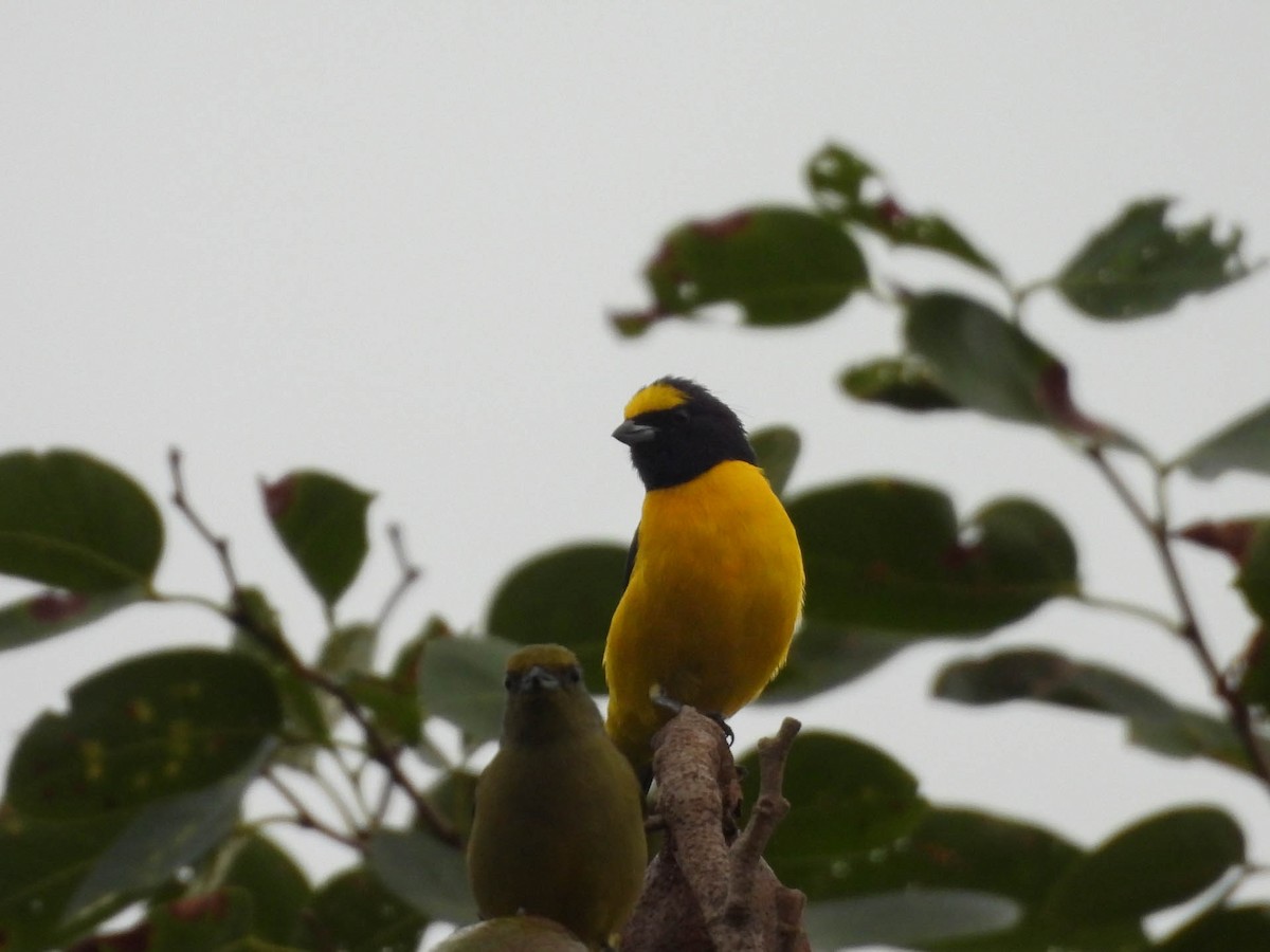 Scrub Euphonia - ML641838328