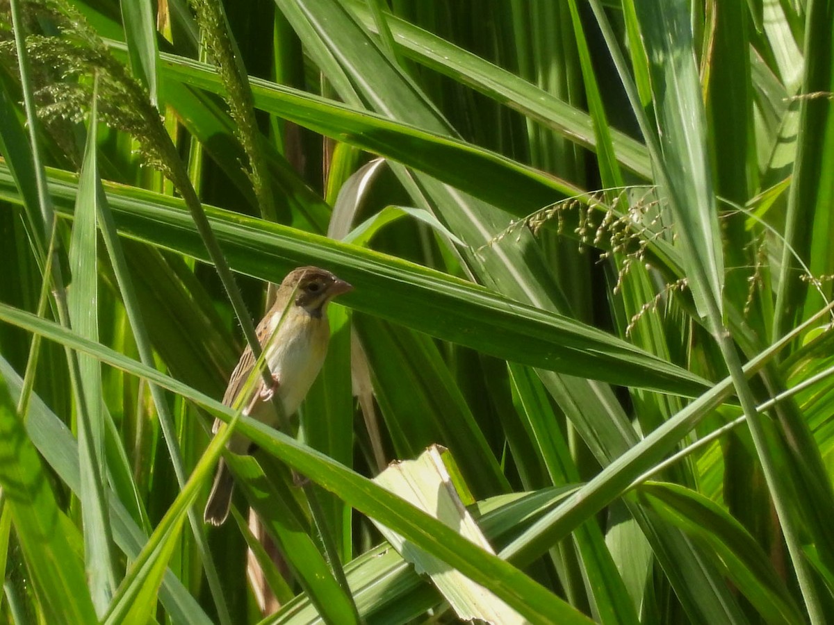 Dickcissel - ML641838332