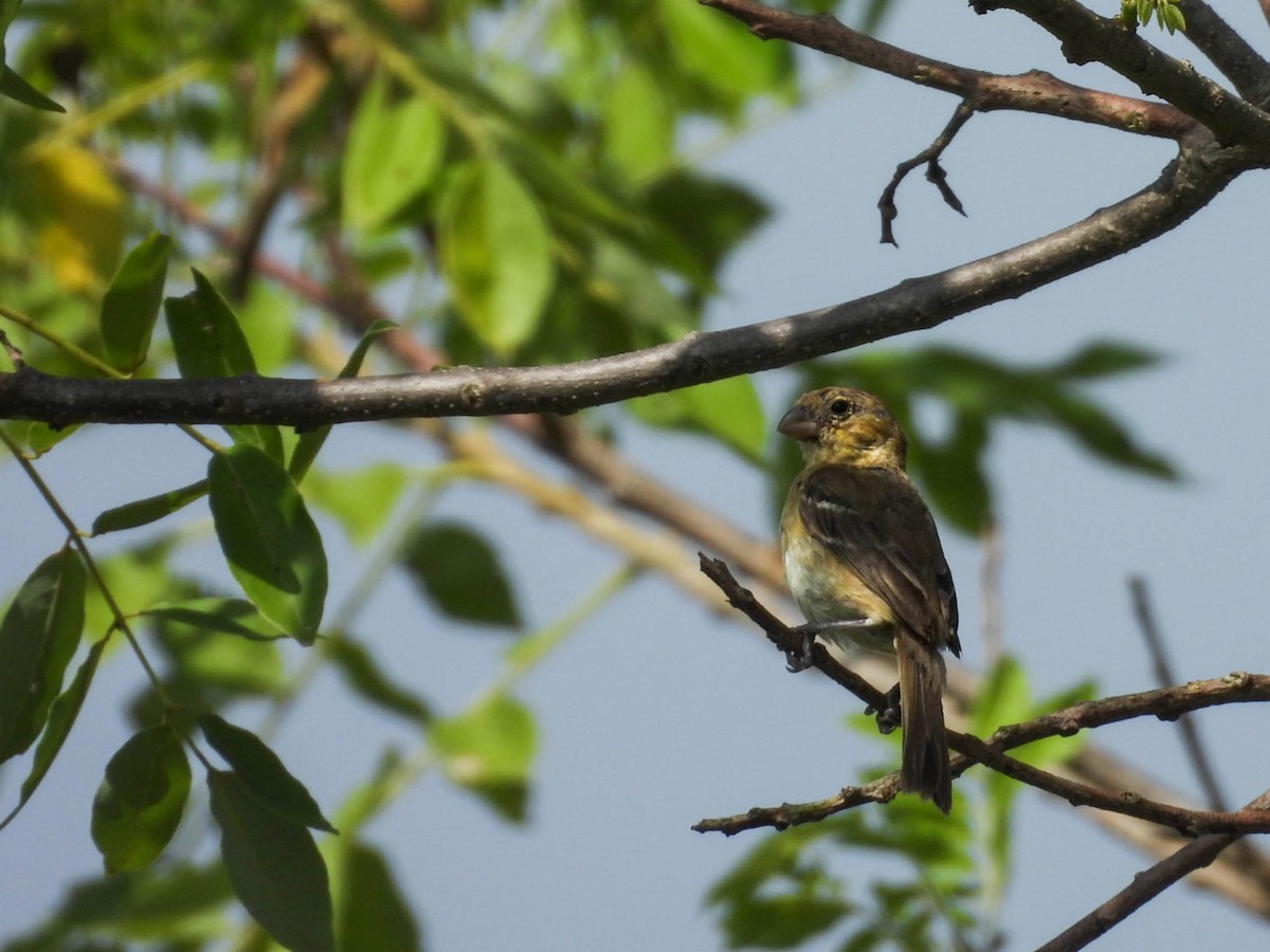 Morelet's Seedeater - ML641838333