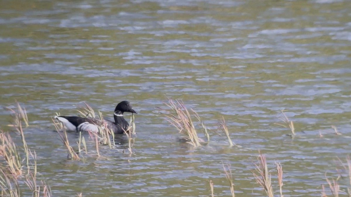 Brant (Black) - ML641838335