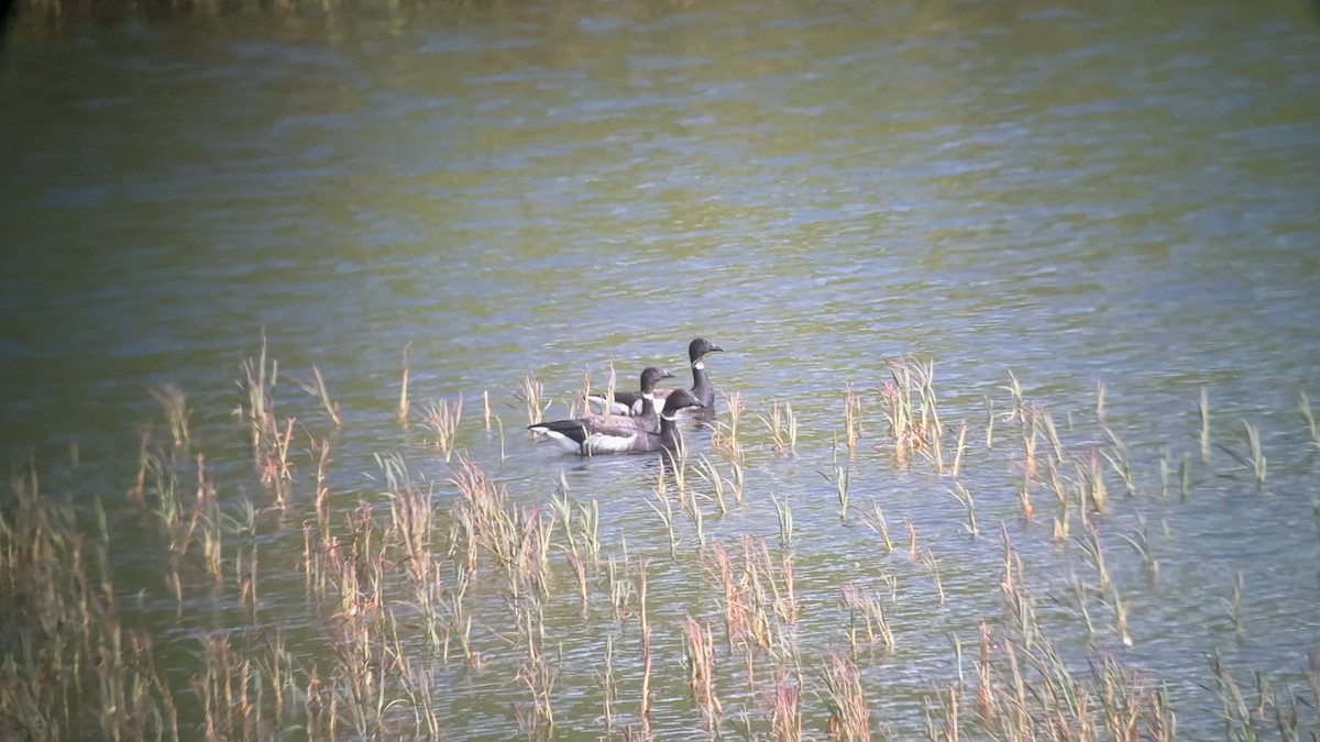 Brant (Black) - ML641838336