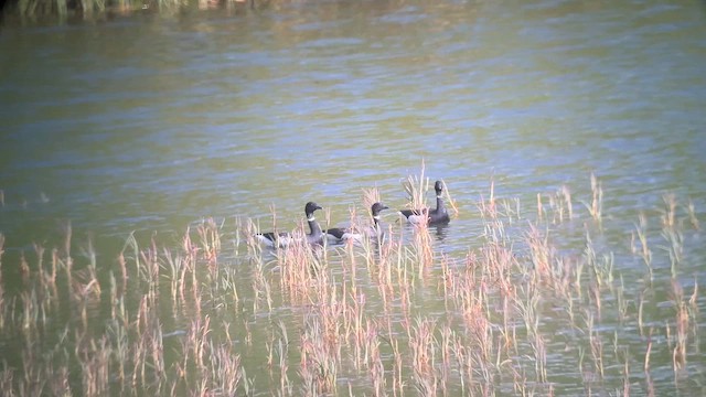 Brant (Black) - ML641838337