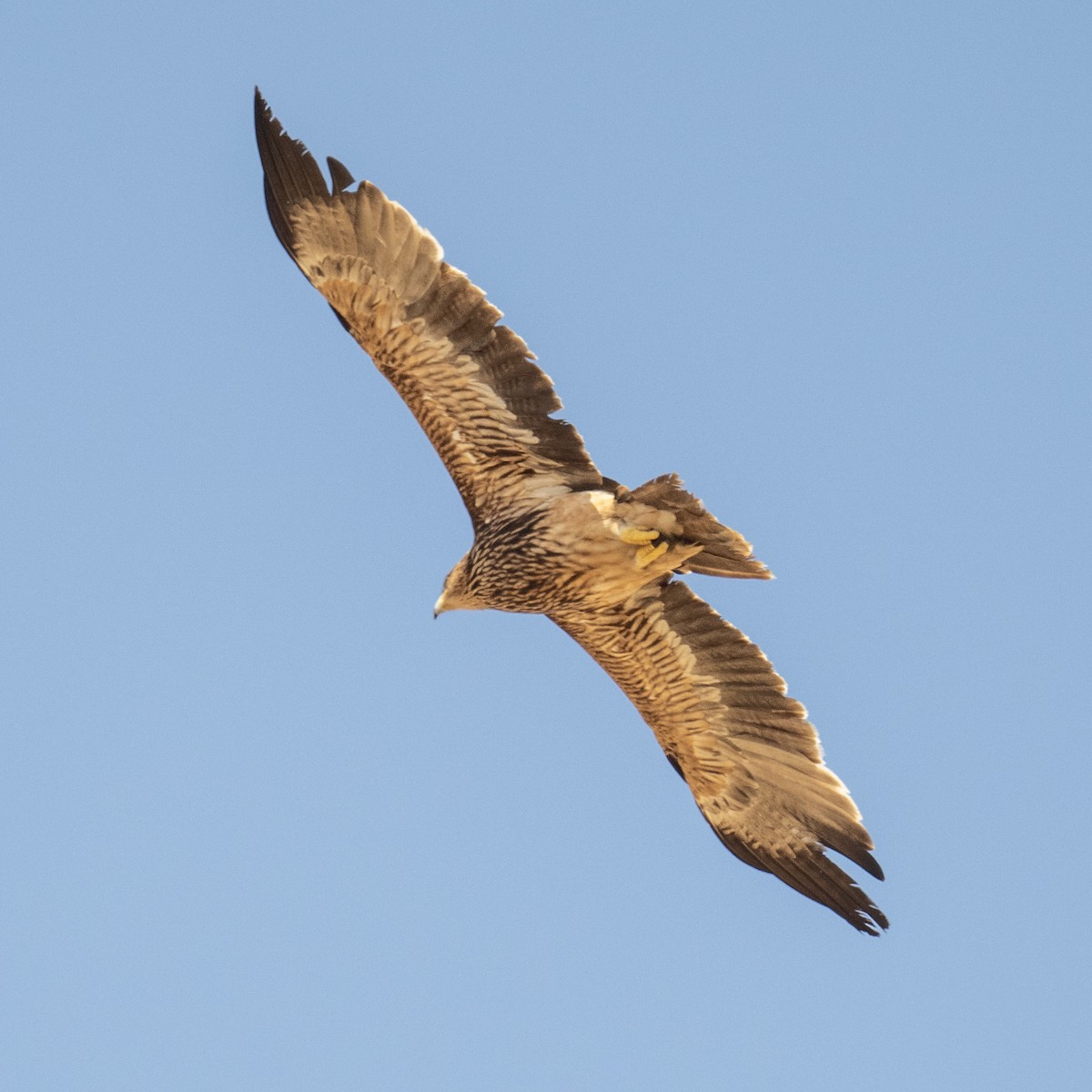 Imperial Eagle - ML641838368
