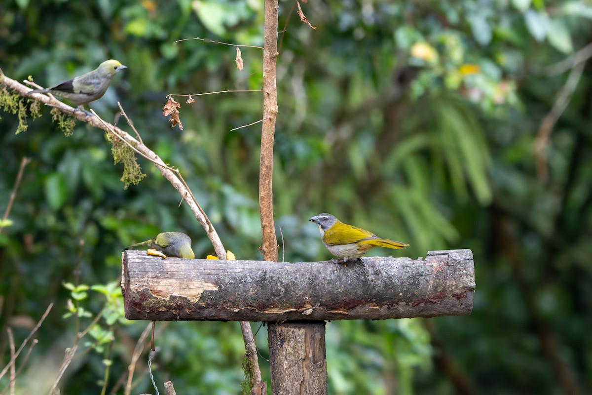 Buff-throated Saltator - ML641838370
