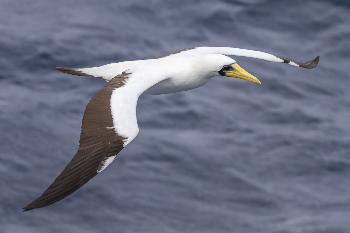 Masked Booby - ML641838429