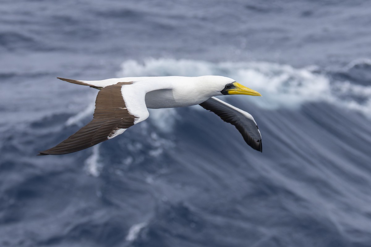 Masked Booby - ML641838430