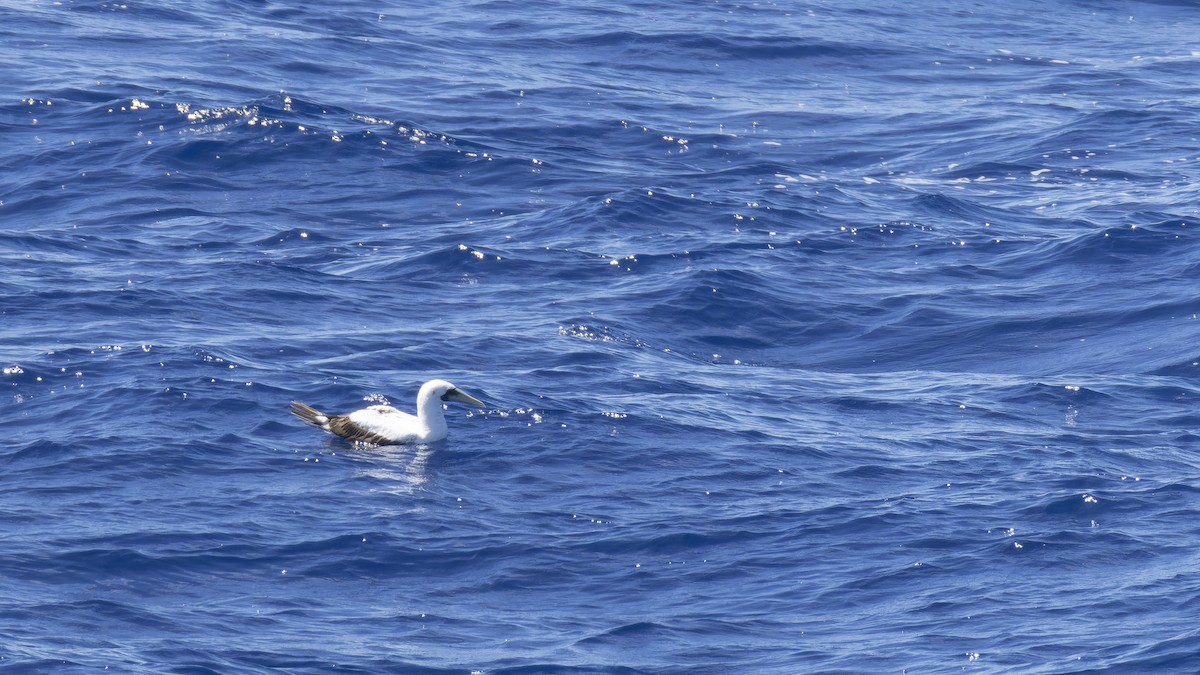 Masked Booby - ML641838434