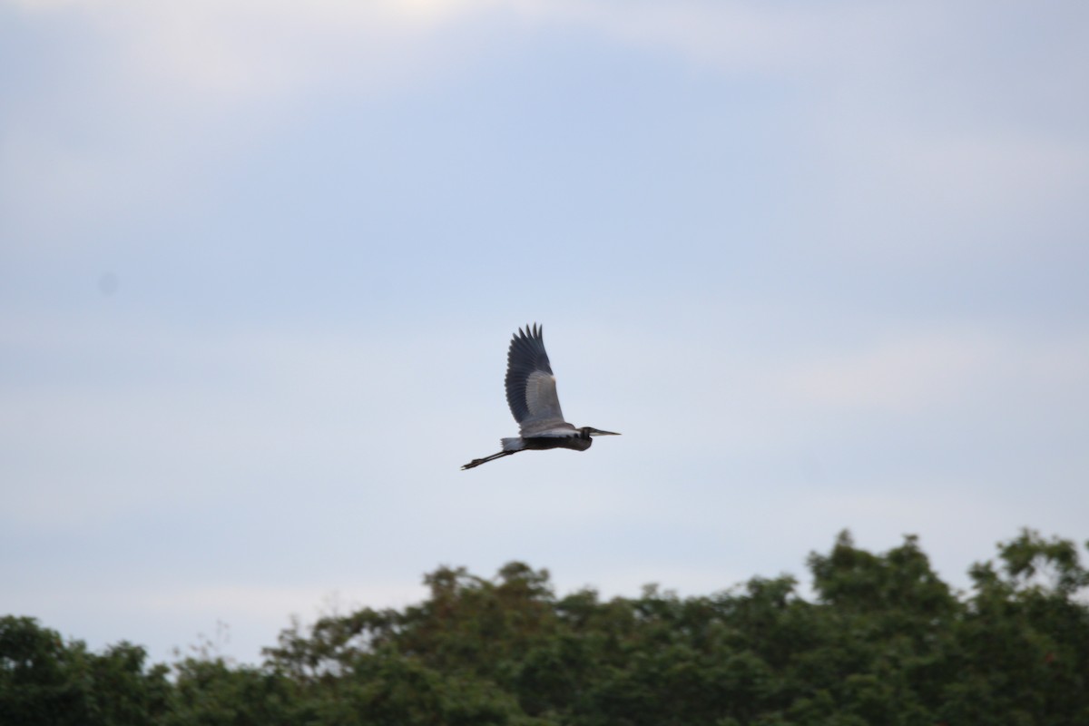 Great Blue Heron - ML641838435