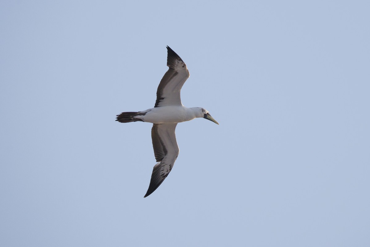 Masked Booby - ML641838436