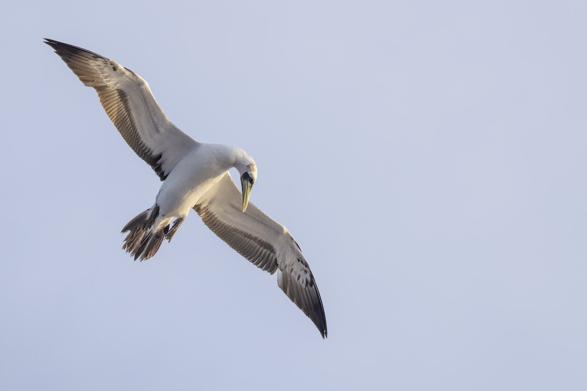 Masked Booby - ML641838437