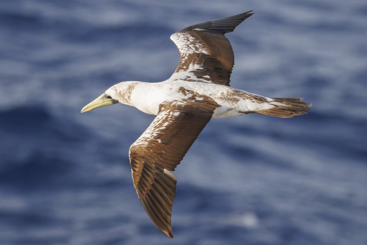 Masked Booby - ML641838438