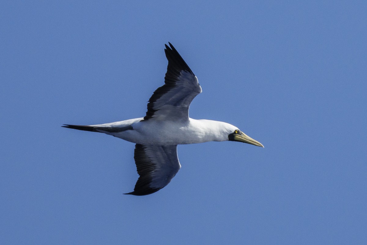 Masked Booby - ML641838440
