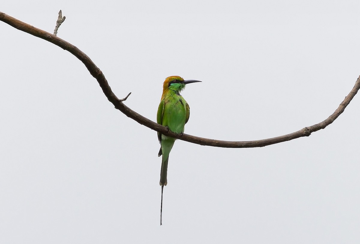 Asian Green Bee-eater - ML641838441