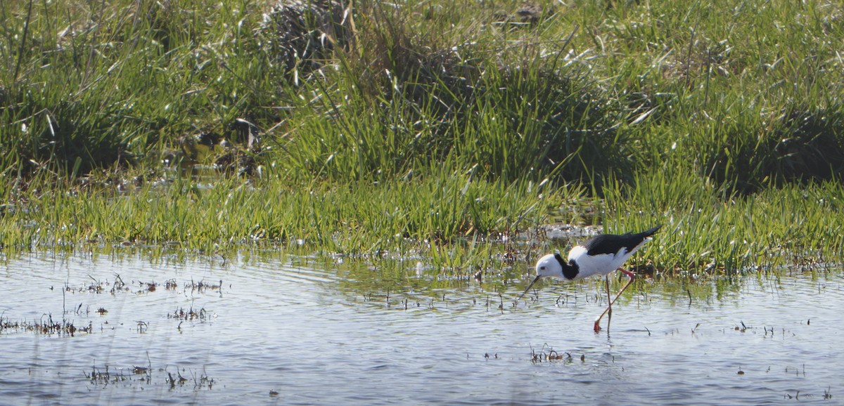 Pied Stilt - ML641838442