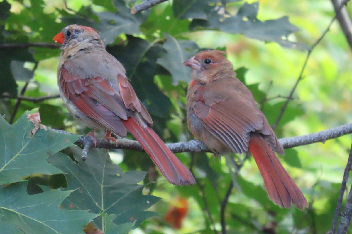 Northern Cardinal - ML641838447