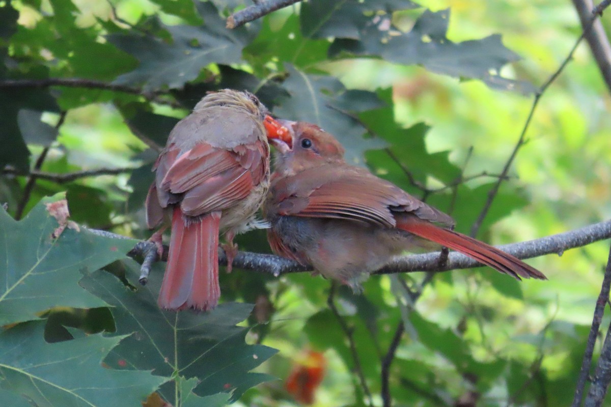 Northern Cardinal - ML641838448