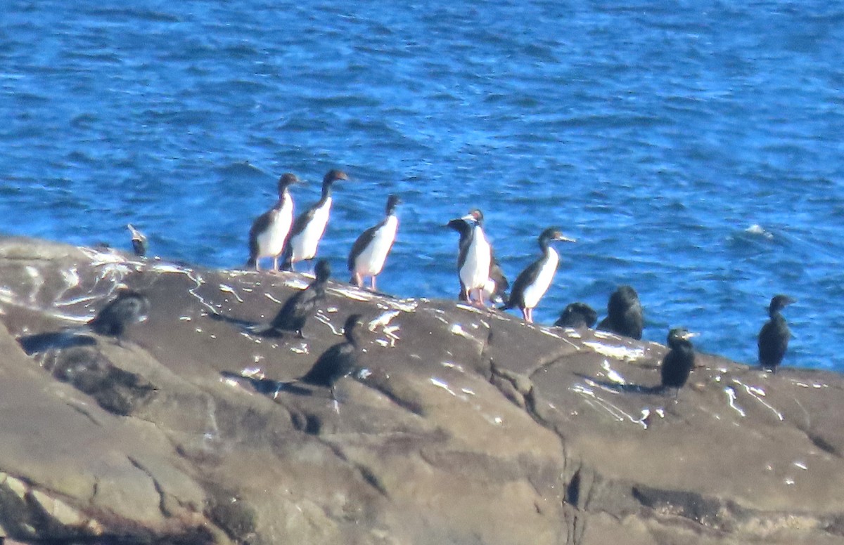 Guanay Cormorant - ML641838449
