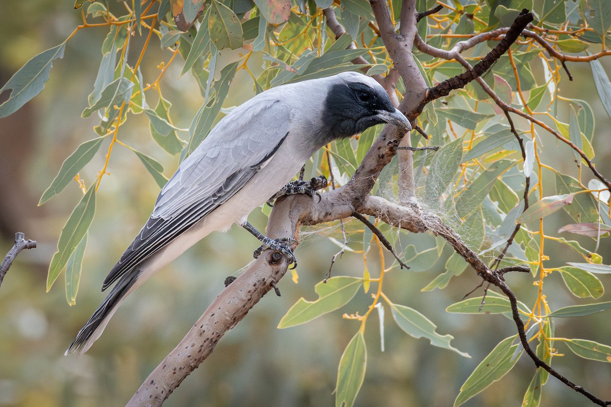 Black-faced Cuckooshrike - ML641838451