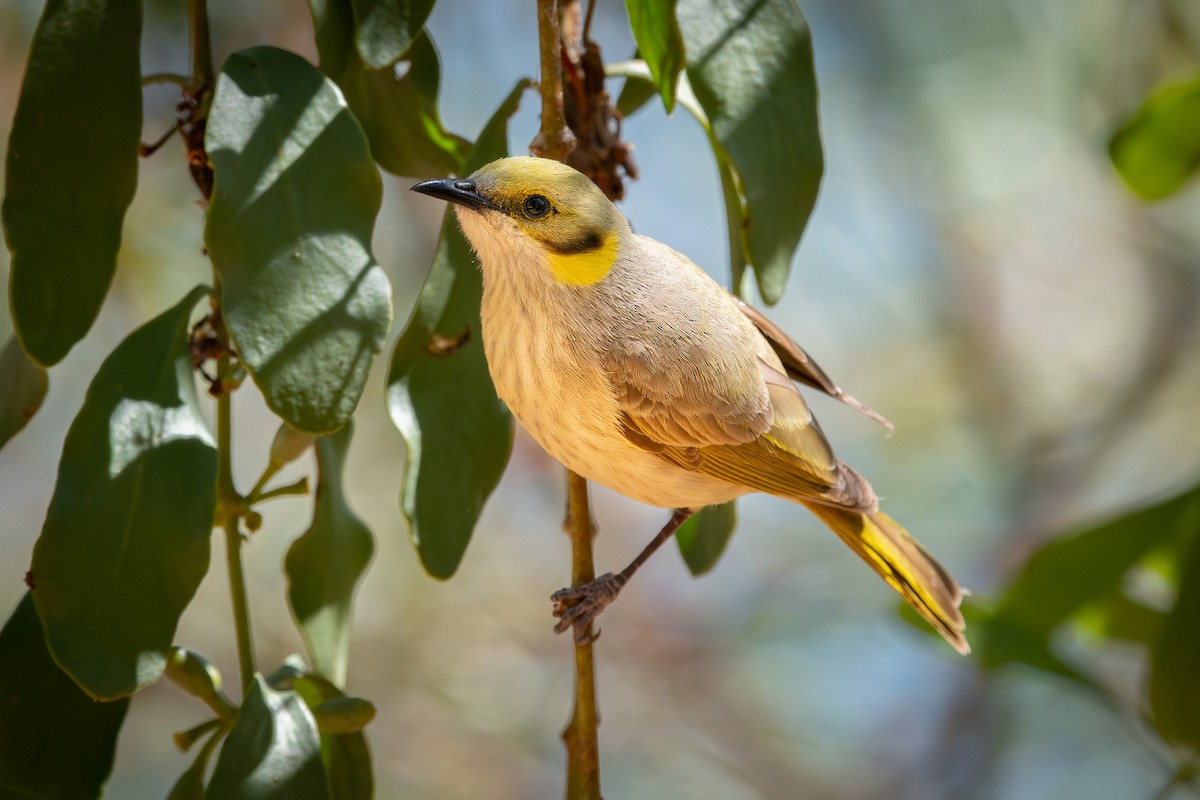 Gray-fronted Honeyeater - ML641838454