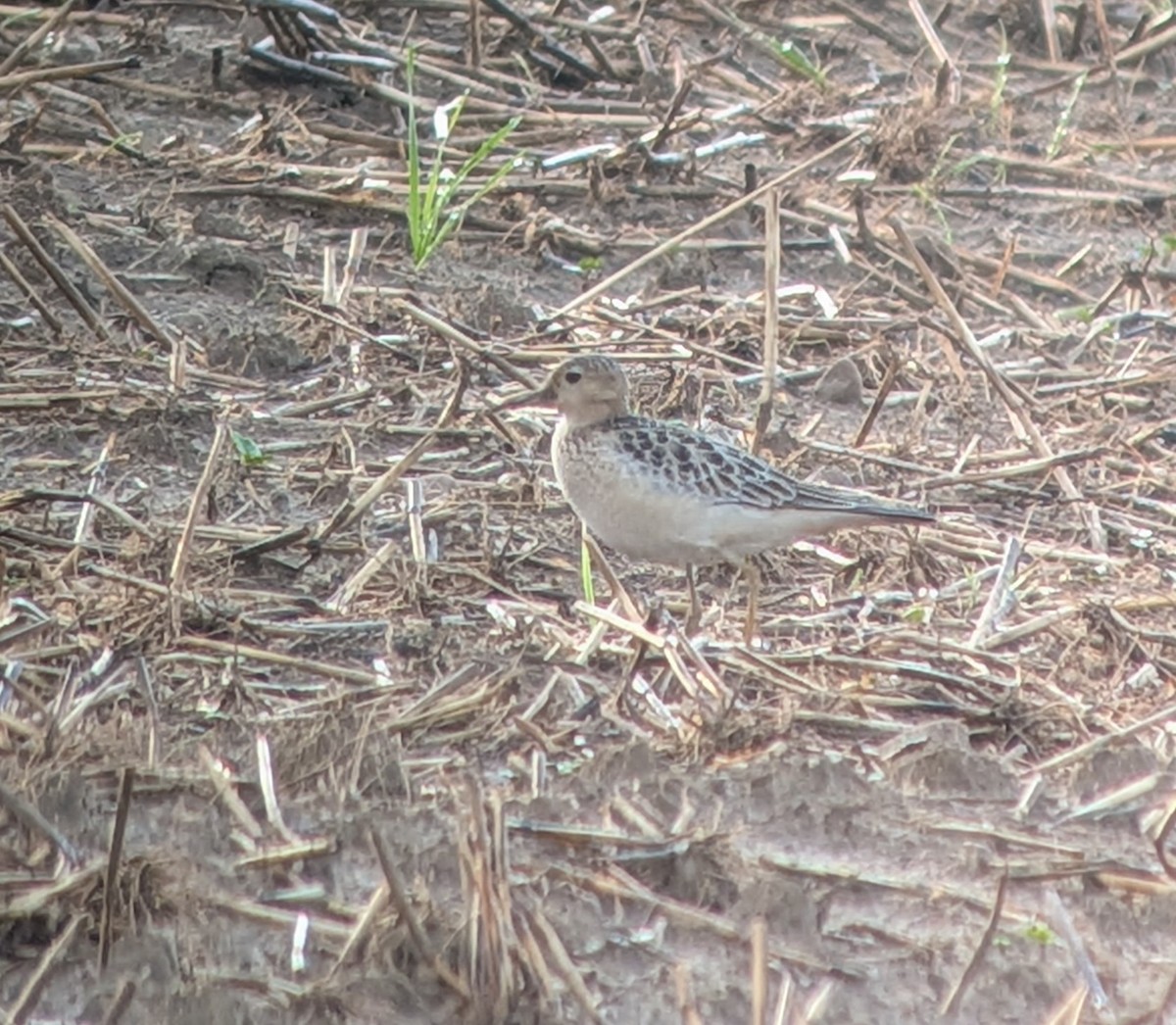 Buff-breasted Sandpiper - ML641838456