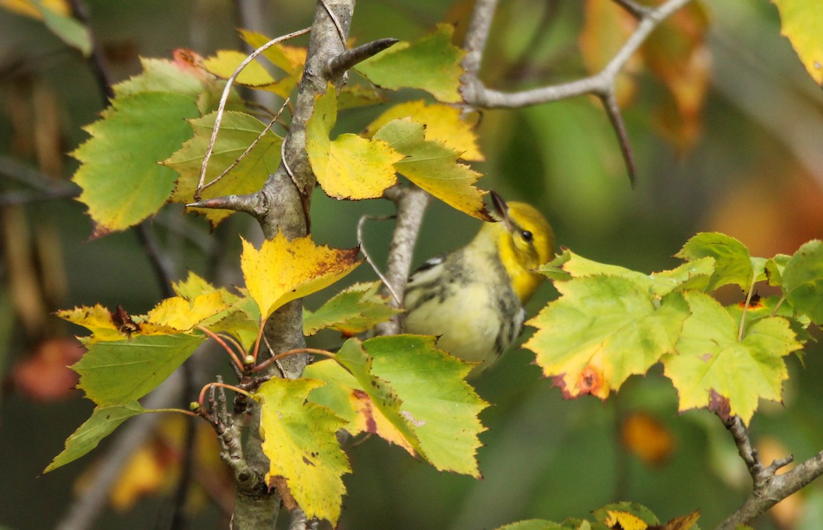 Black-throated Green Warbler - ML641838457