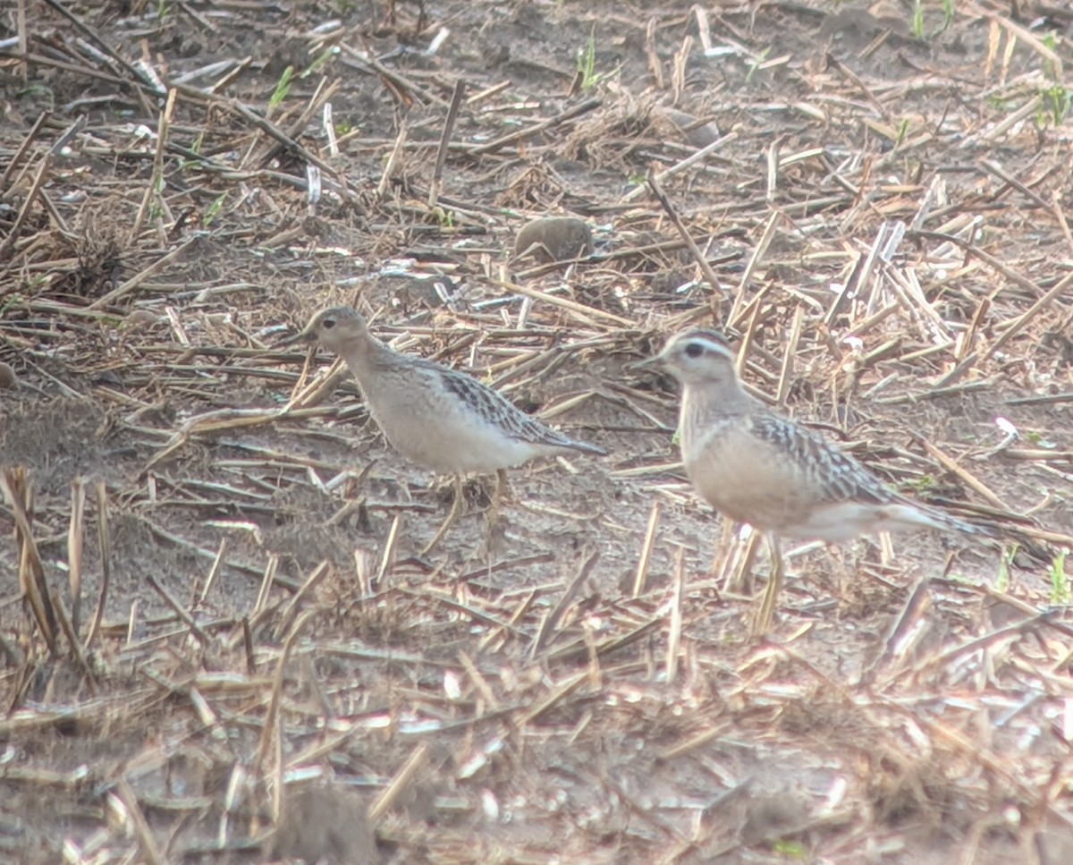 Buff-breasted Sandpiper - ML641838458