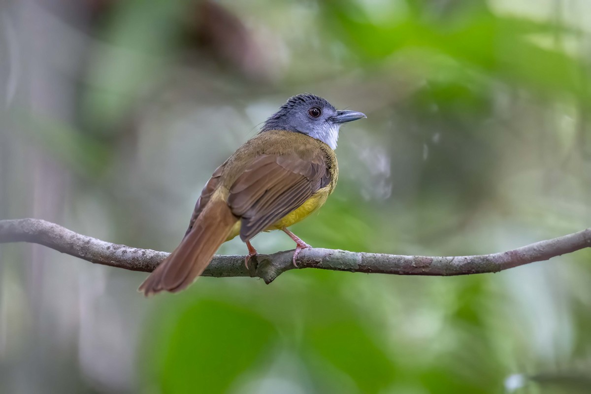 Yellow-bellied Bulbul - ML641838459