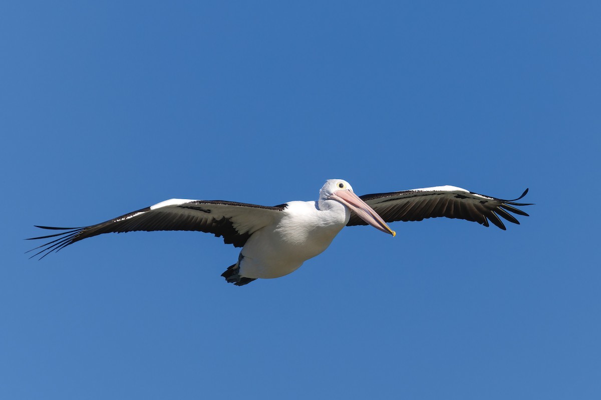 Australian Pelican - ML641838461