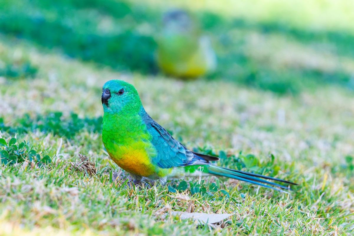 Red-rumped Parrot - ML641838462