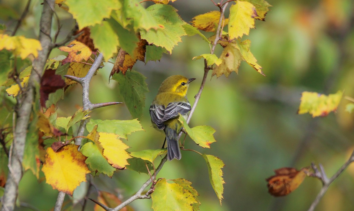 Yellow-throated Vireo - ML641838466