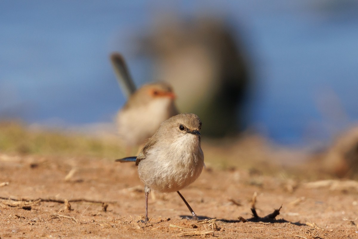 Superb Fairywren - ML641838467