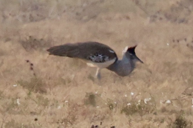 Kori Bustard - ML641838470