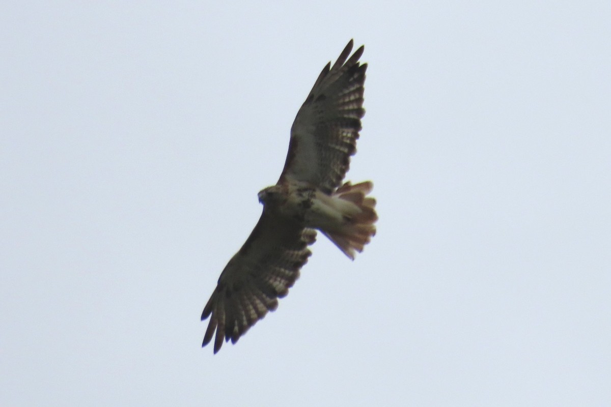Red-tailed Hawk - ML641838472