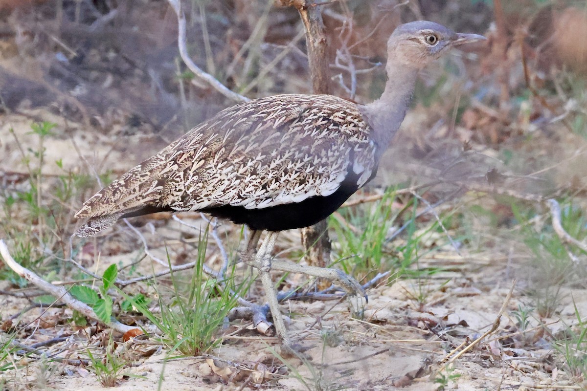 Red-crested Bustard - ML641838474