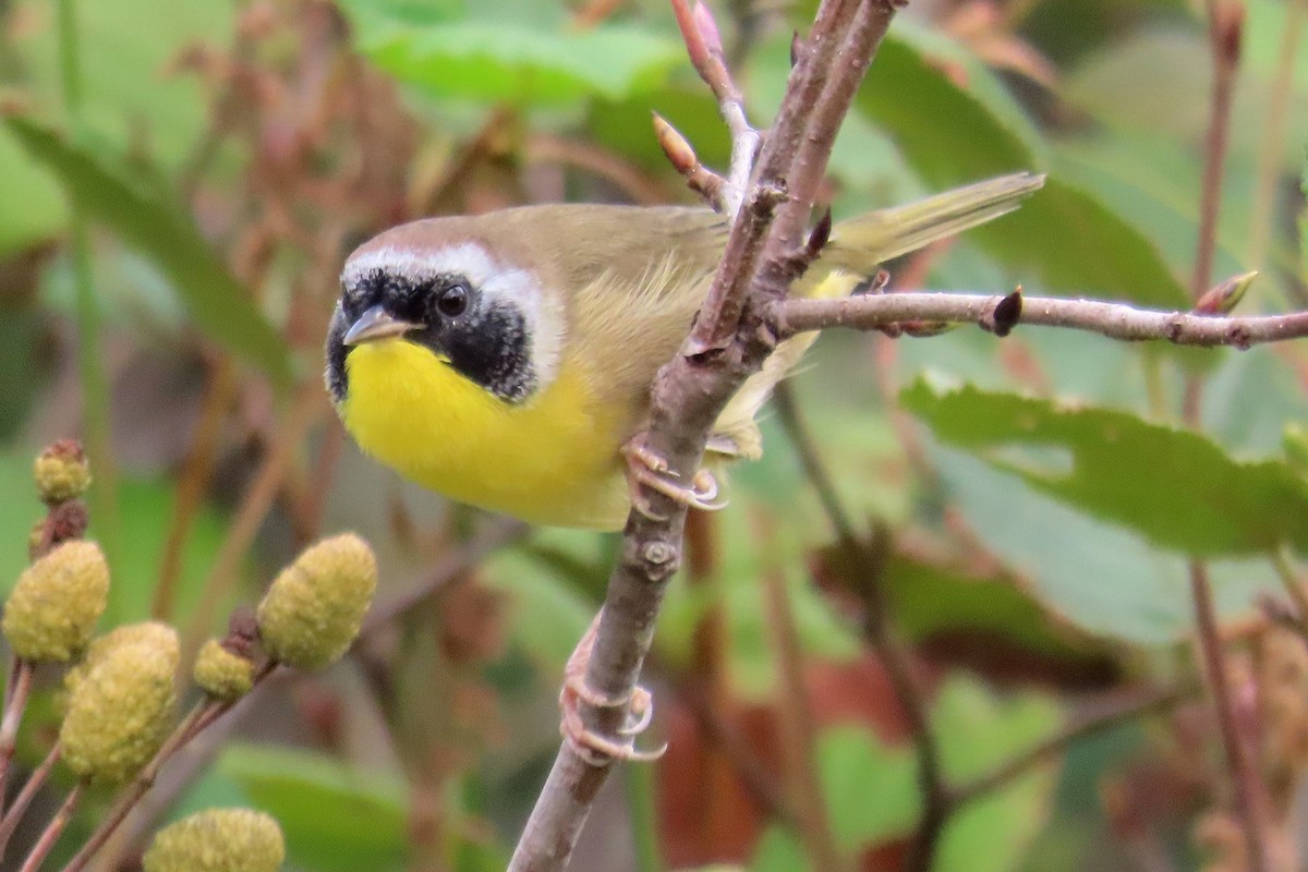 Common Yellowthroat - ML641838479