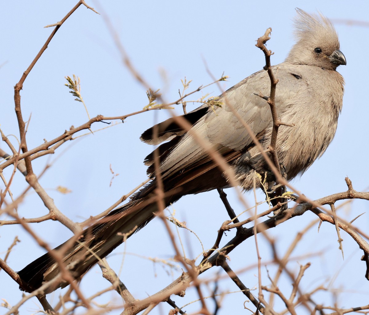 Gray Go-away-bird - ML641838480