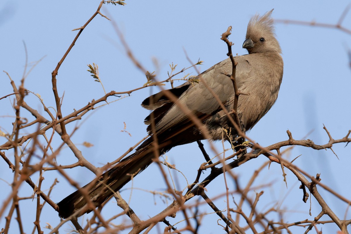 Gray Go-away-bird - ML641838481
