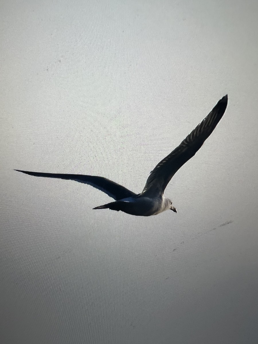 European Herring Gull - ML641838482