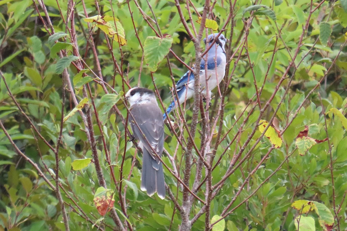 Blue Jay - ML641838485