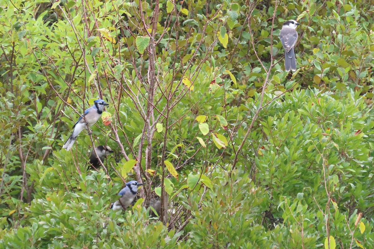 Blue Jay - ML641838486