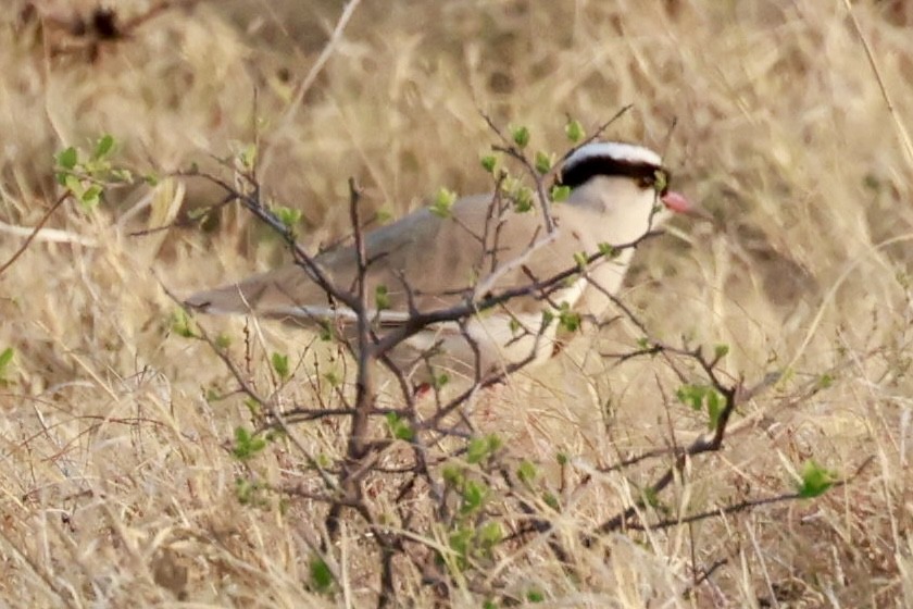 Crowned Lapwing - ML641838487