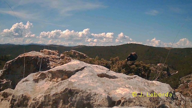 Bonelli's Eagle - ML641838497