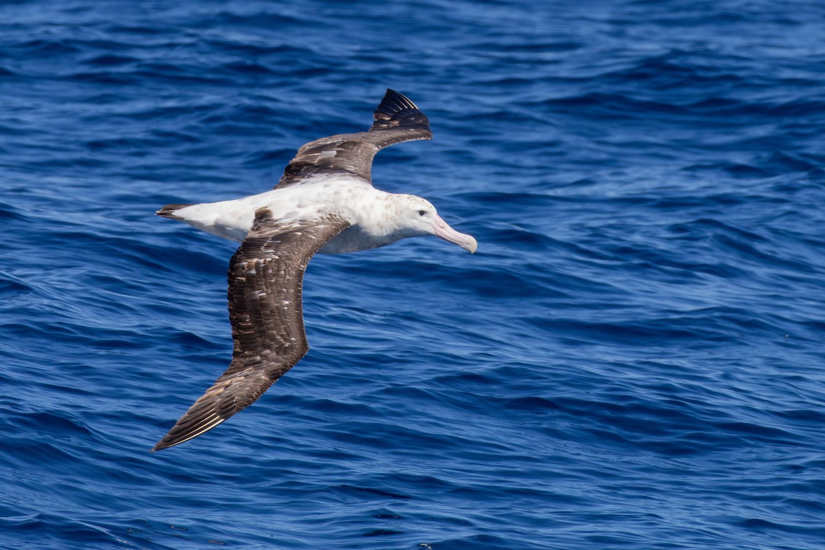 Antipodean Albatross (Gibson's) - ML641838526