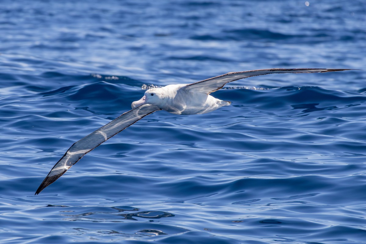 Antipodean Albatross (Gibson's) - ML641838531