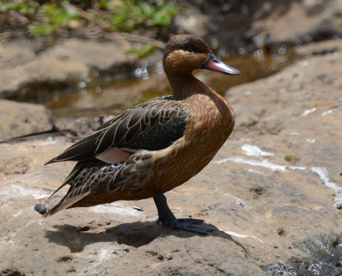 duck sp. - ML641838534