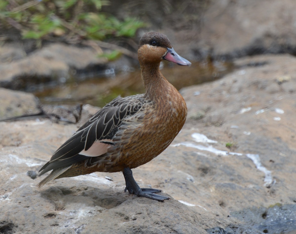 duck sp. - ML641838535
