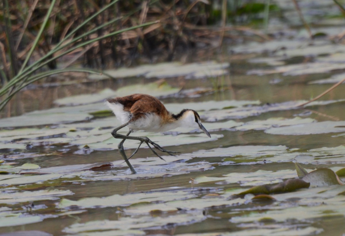 African Jacana - ML641838538