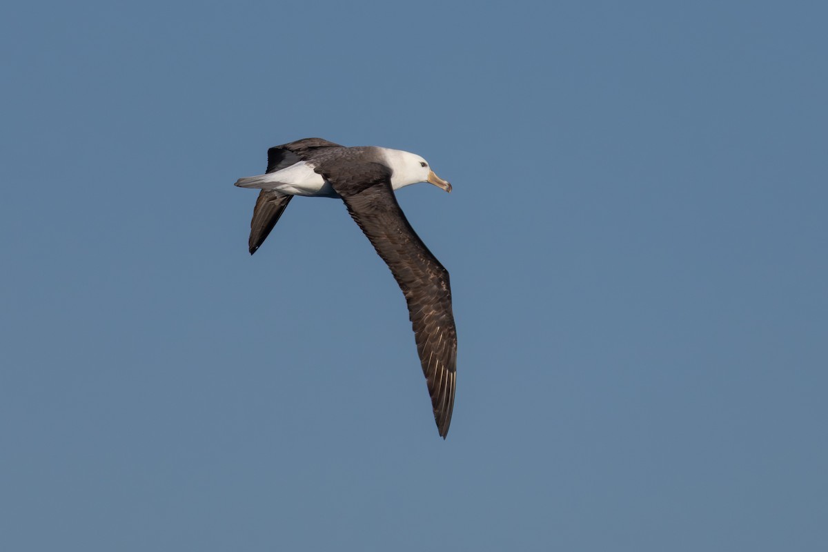 Black-browed Albatross (Black-browed) - ML641838540