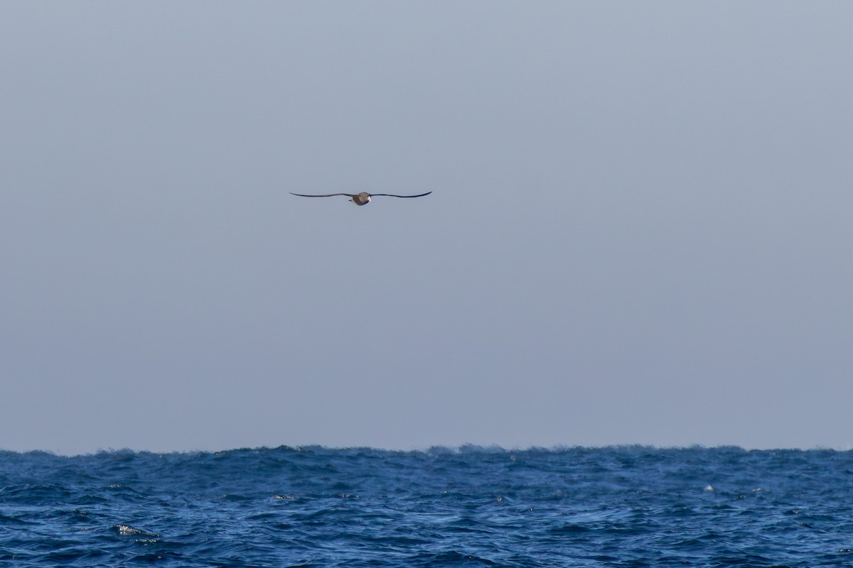 Southern Giant-Petrel - ML641838541