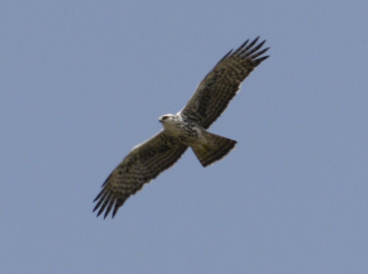Ayres's Hawk-Eagle - ML641838548